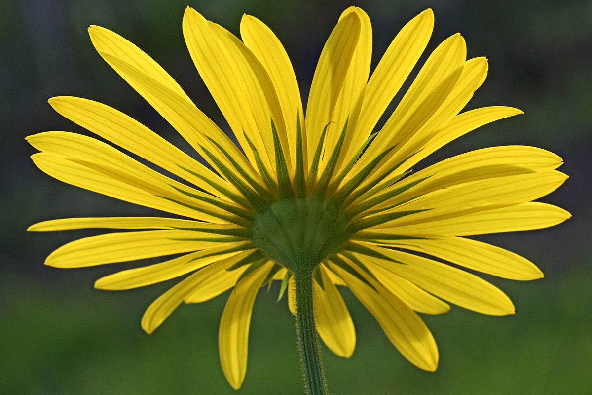 Leopard’s Bane (Doronicum orientale) (3)