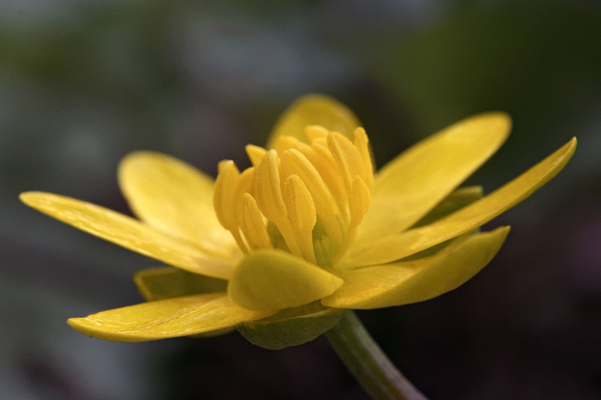 Lesser celandine (Ranunculus ficaria) (2)