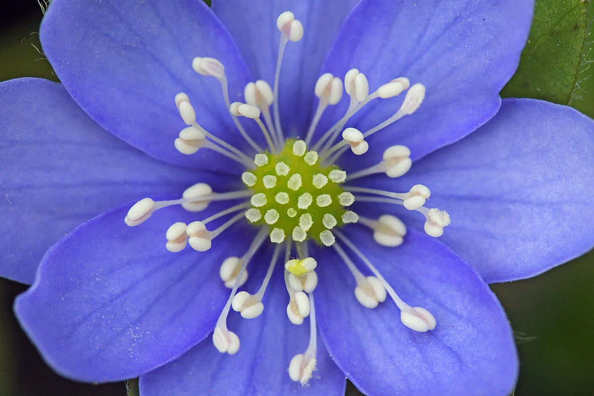 Liverleaf (Hepatica nobilis) (1)