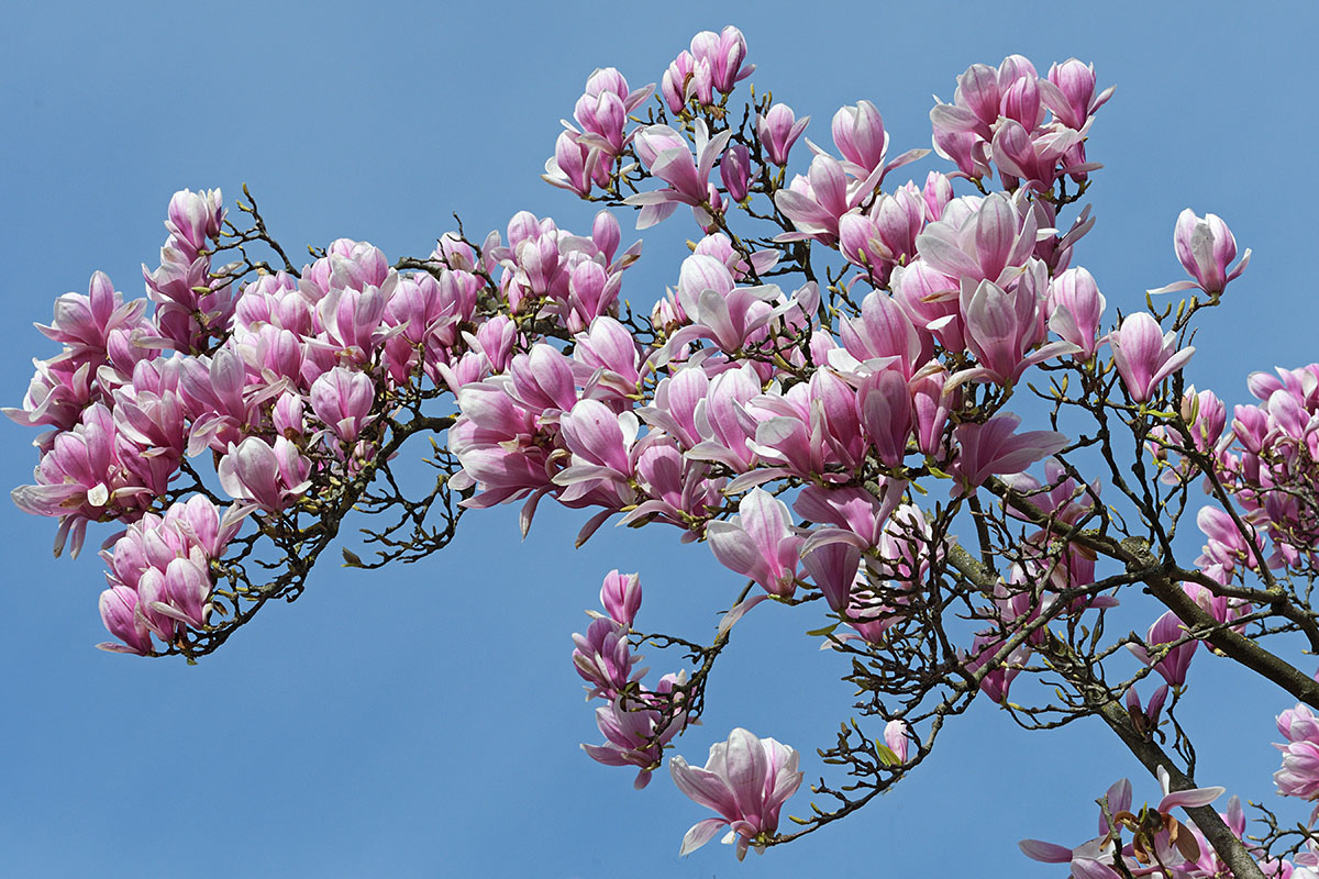 Magnolia (Magnolia × soulangeana) (5)