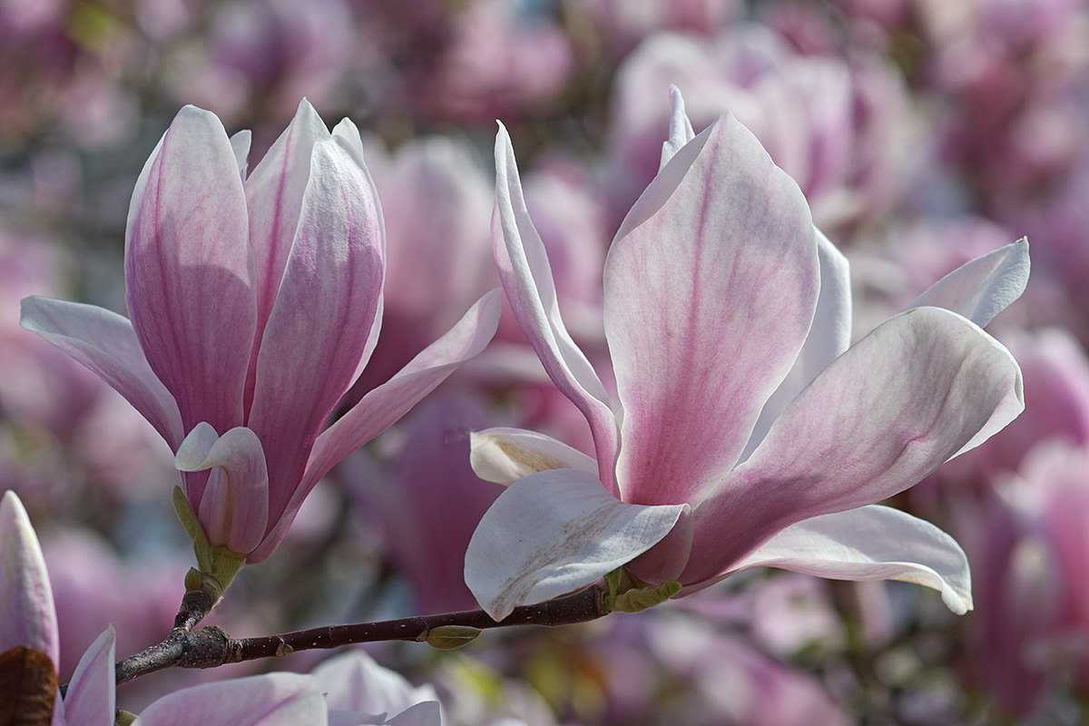 Magnolia (Magnolia × soulangeana) (6)