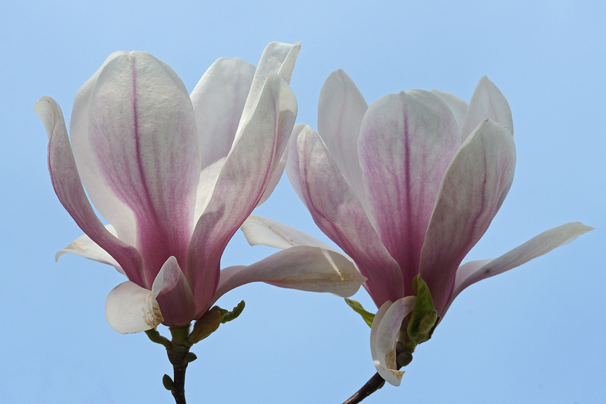 Magnolia (Magnolia × soulangeana) (7)