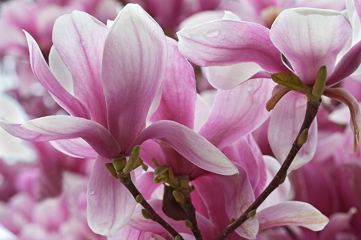 Magnolia (Magnolia × soulangeana) (8)