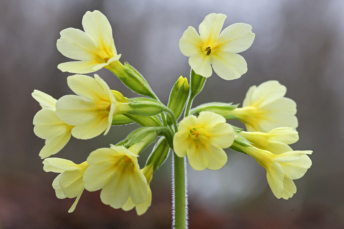 Oxlip (Primula elatior) (1)