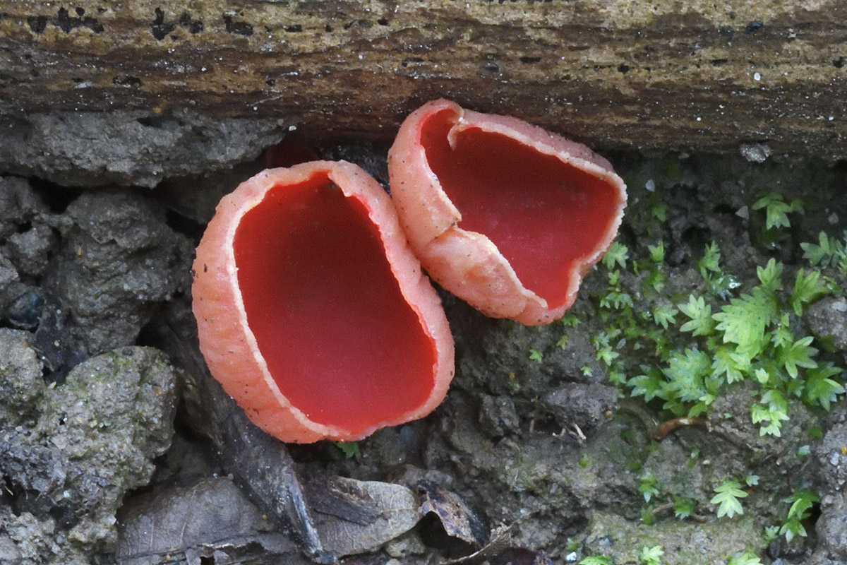 Scarlet Cup (Sarcoscypha coccinea) (1)