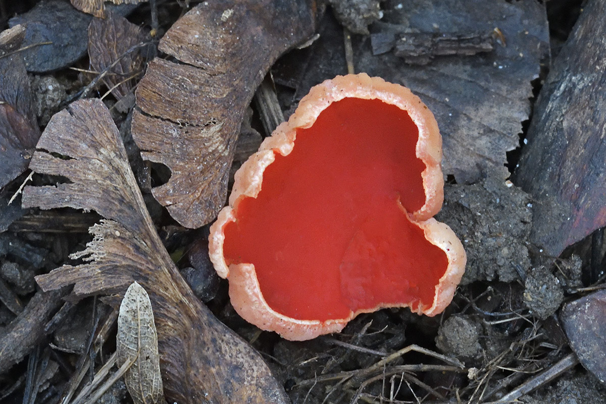 Scarlet Cup (Sarcoscypha coccinea) (2)