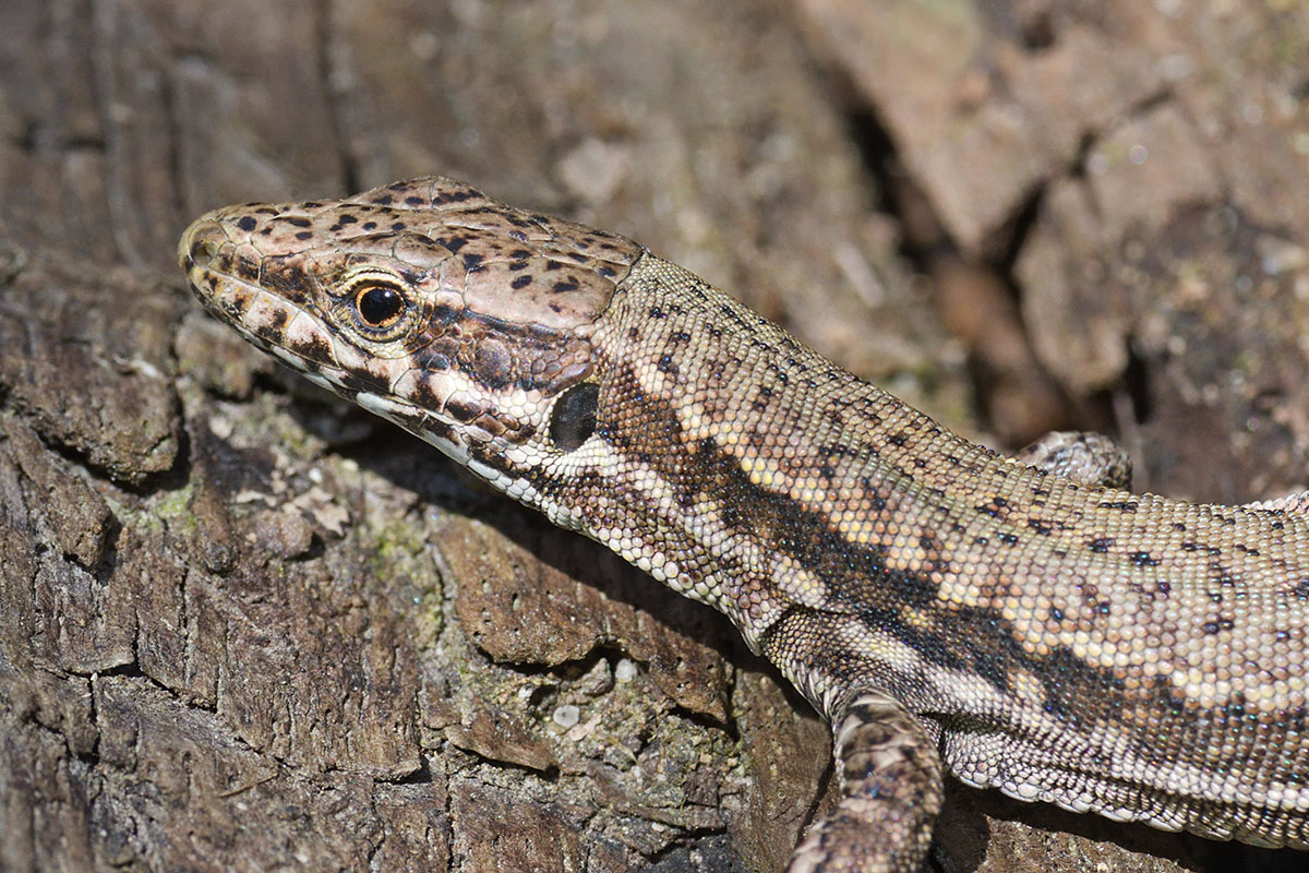 Wall Lizard (Podarcis muralis) (4)