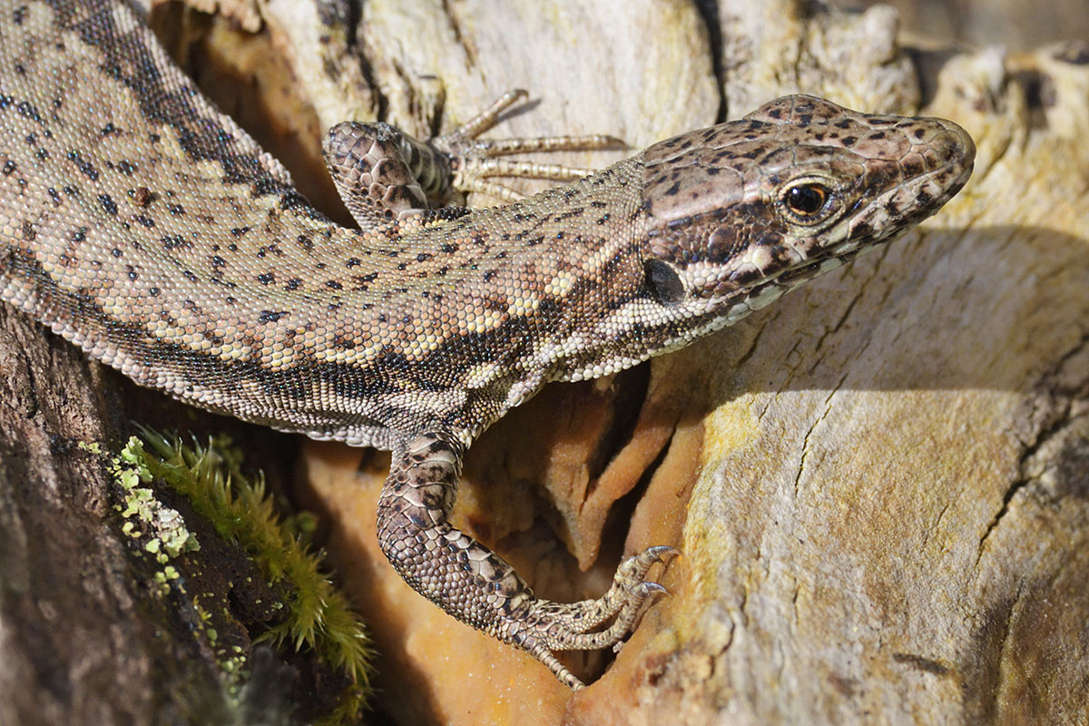 Wall Lizard (Podarcis muralis) (5)