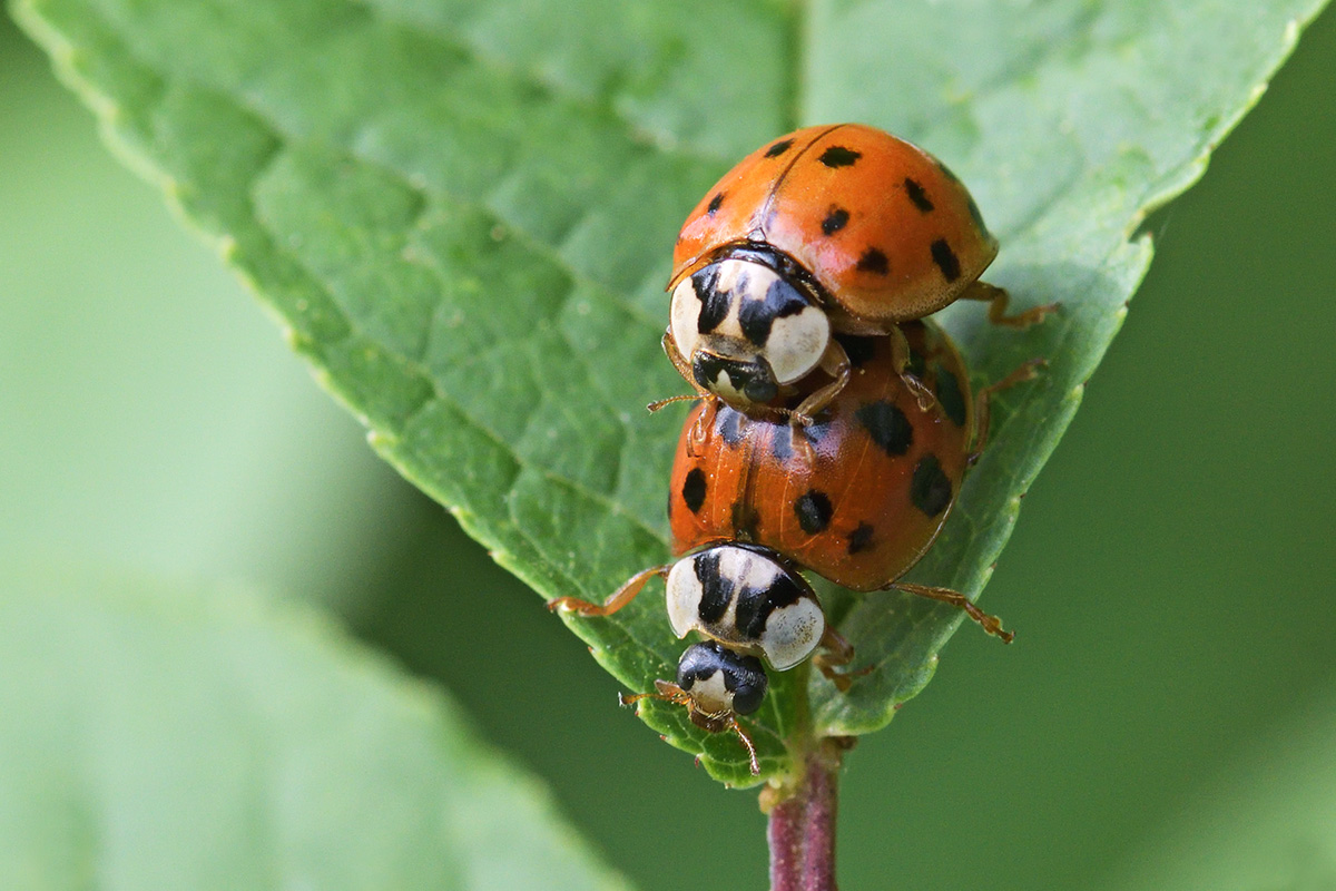 Asian Lady Beetle (Harmonia axyridis) (3)