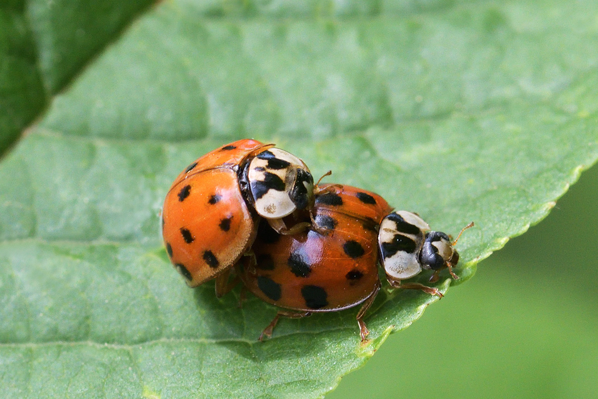 Asian Lady Beetle (Harmonia axyridis) (2)