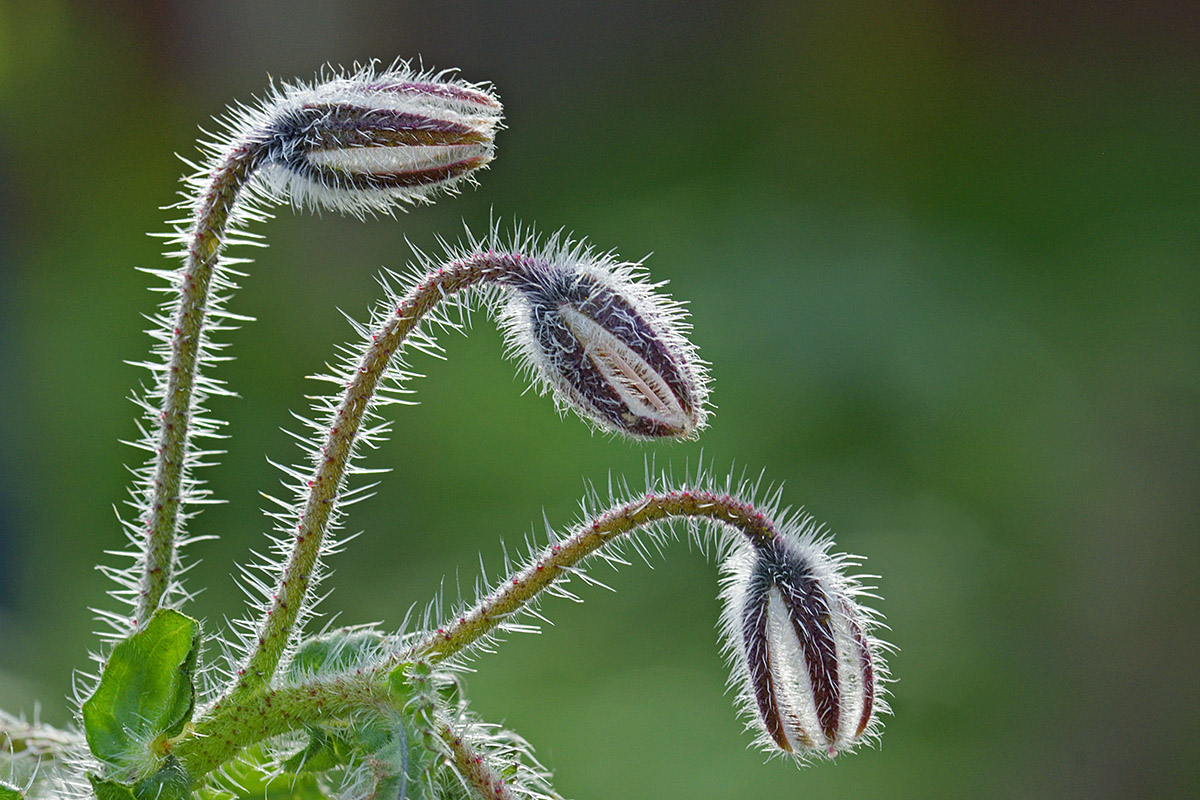 Borage (Borago officinalis) (4)