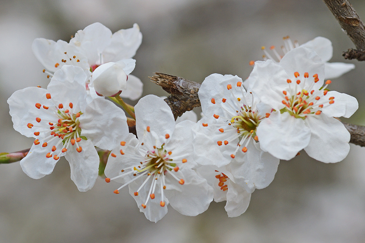 Common Hawthorn (Crataegus monogyna) (1)