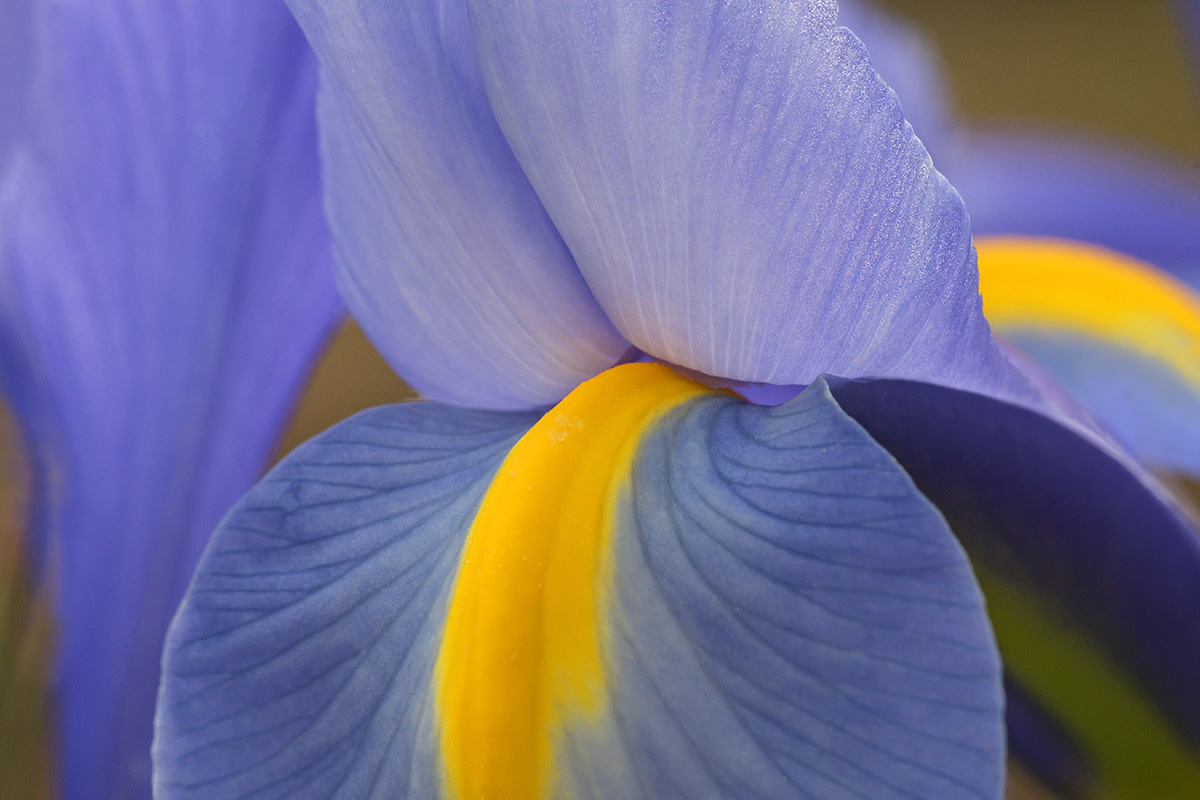 Dutch Iris (Iris hollandica ‘Blue Magic’) (2)