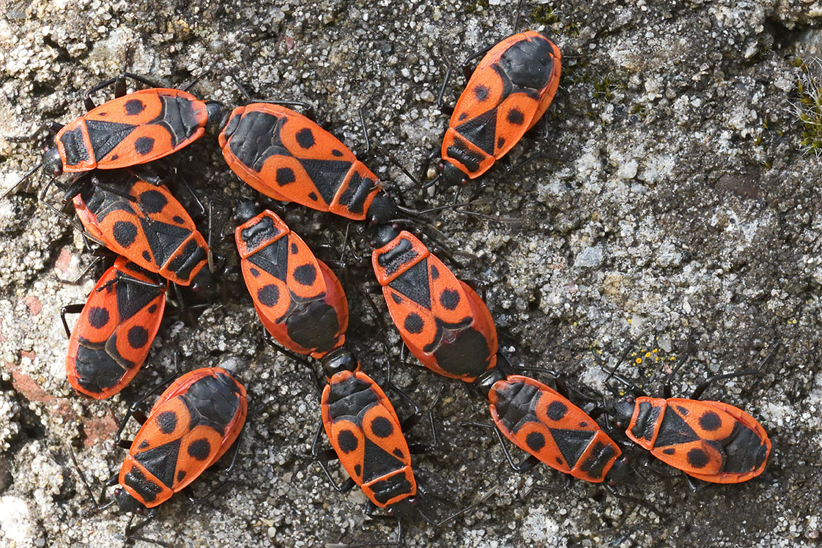 Firebugs (Pyrrhocoris apterus) (5)