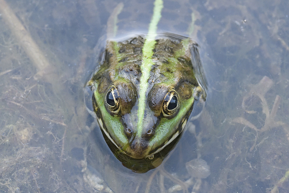 Marsh Frog (Pelophylax ridibundus) (1)