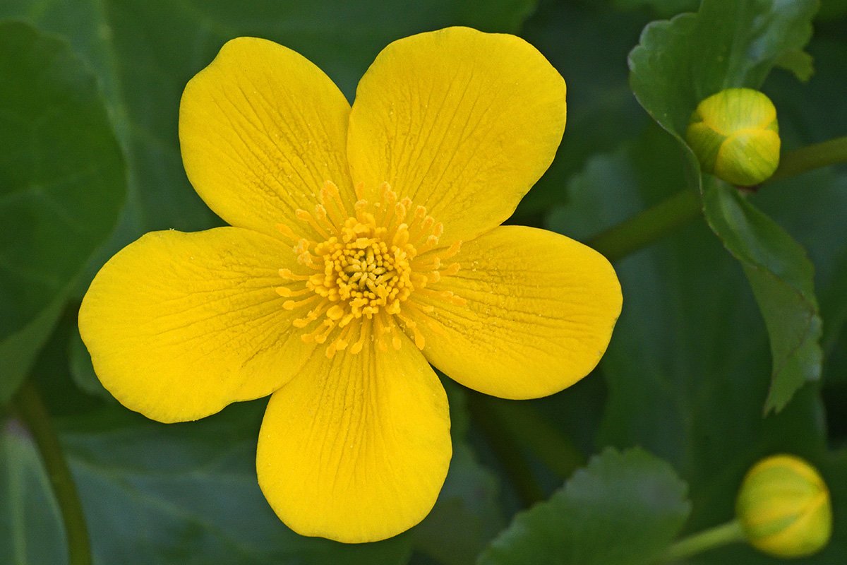 Yellow Marsh Marigold (Caltha palustris) (1)