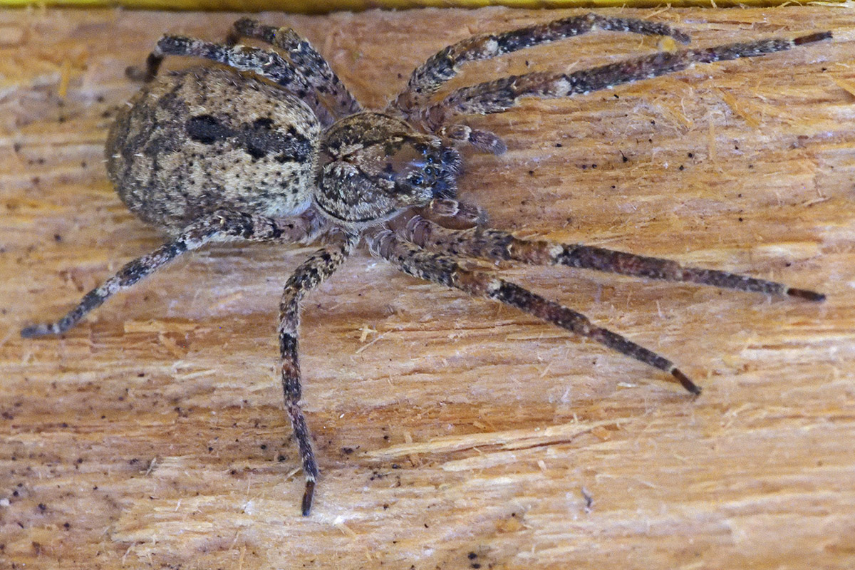 Nosferatu Spider (Zoropsis spinimana) (1)