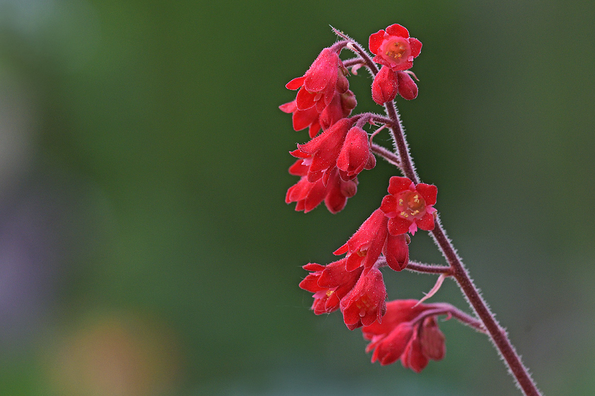 Red Coral Bells (Heuchera sanguinea) (1)