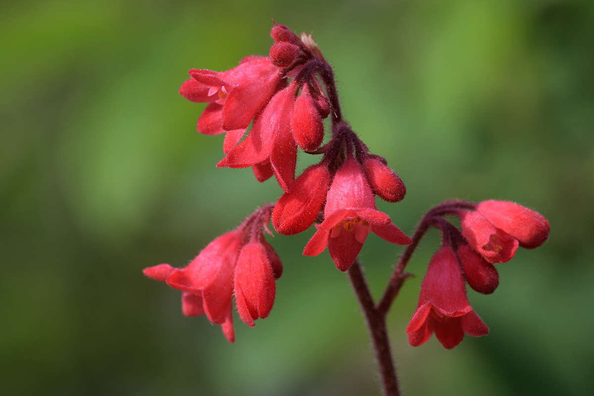 Red Coral Bells (Heuchera sanguinea) (2)