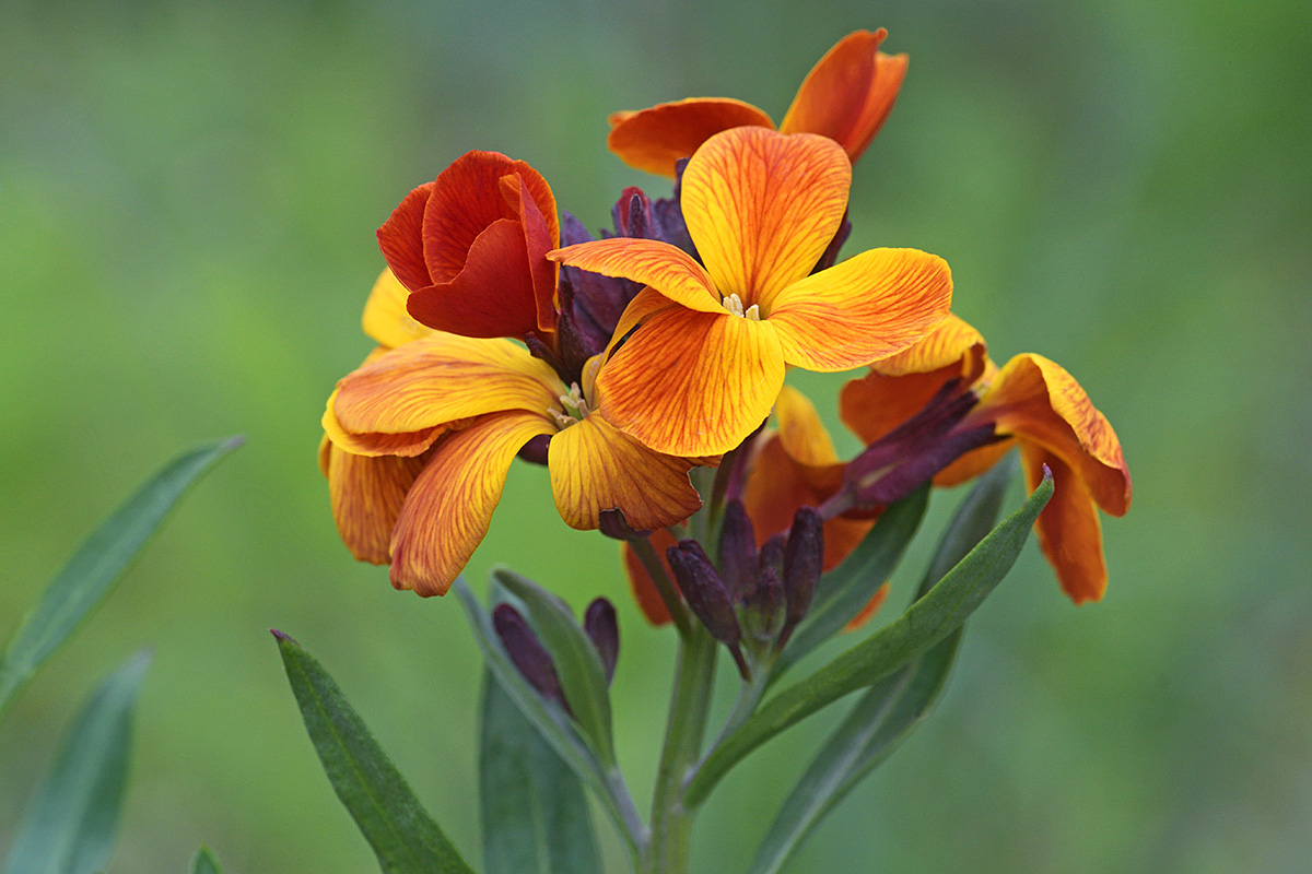 Common Wallflower (Erysimum cheiri) (3)