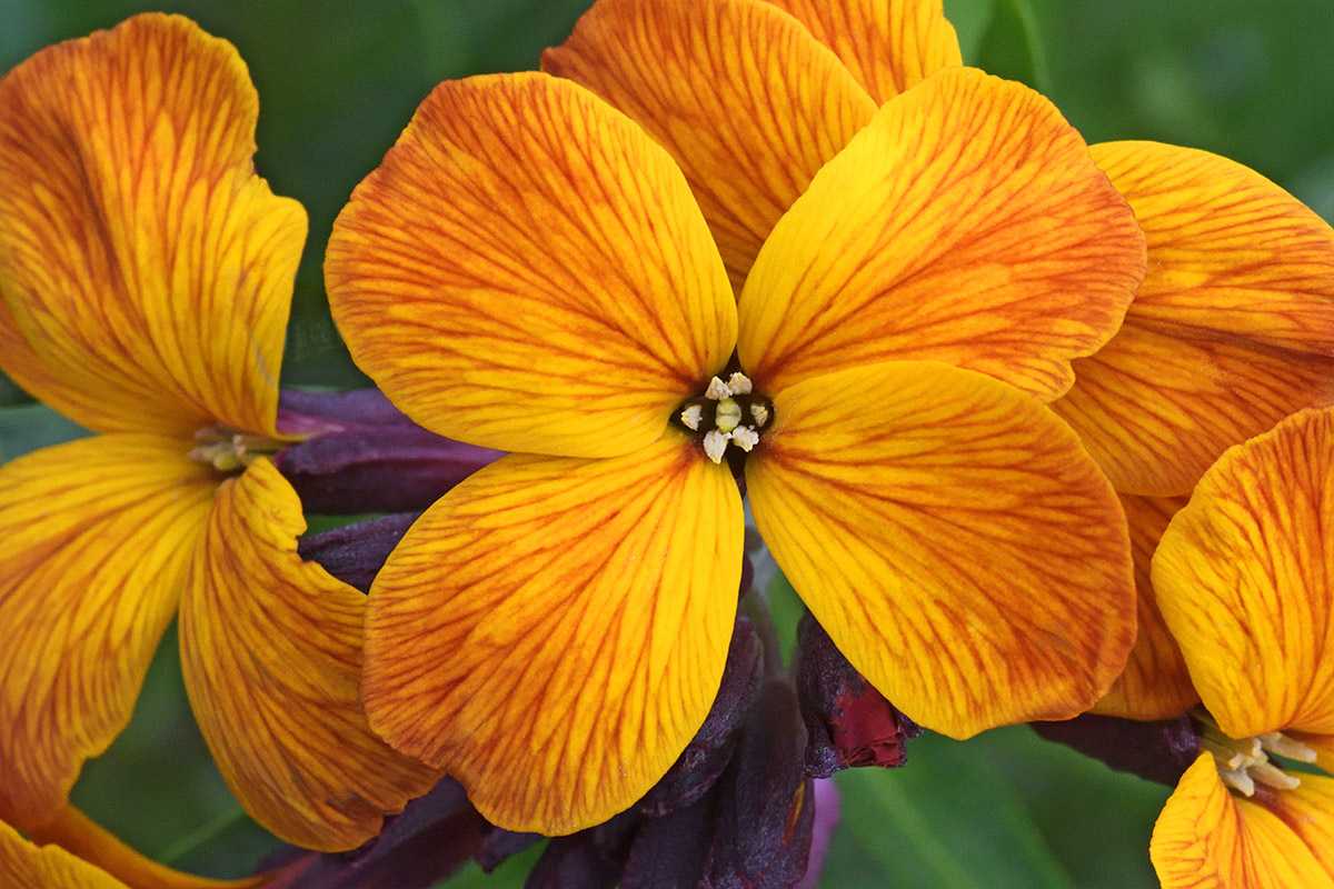 Common Wallflower (Erysimum cheiri) (4)