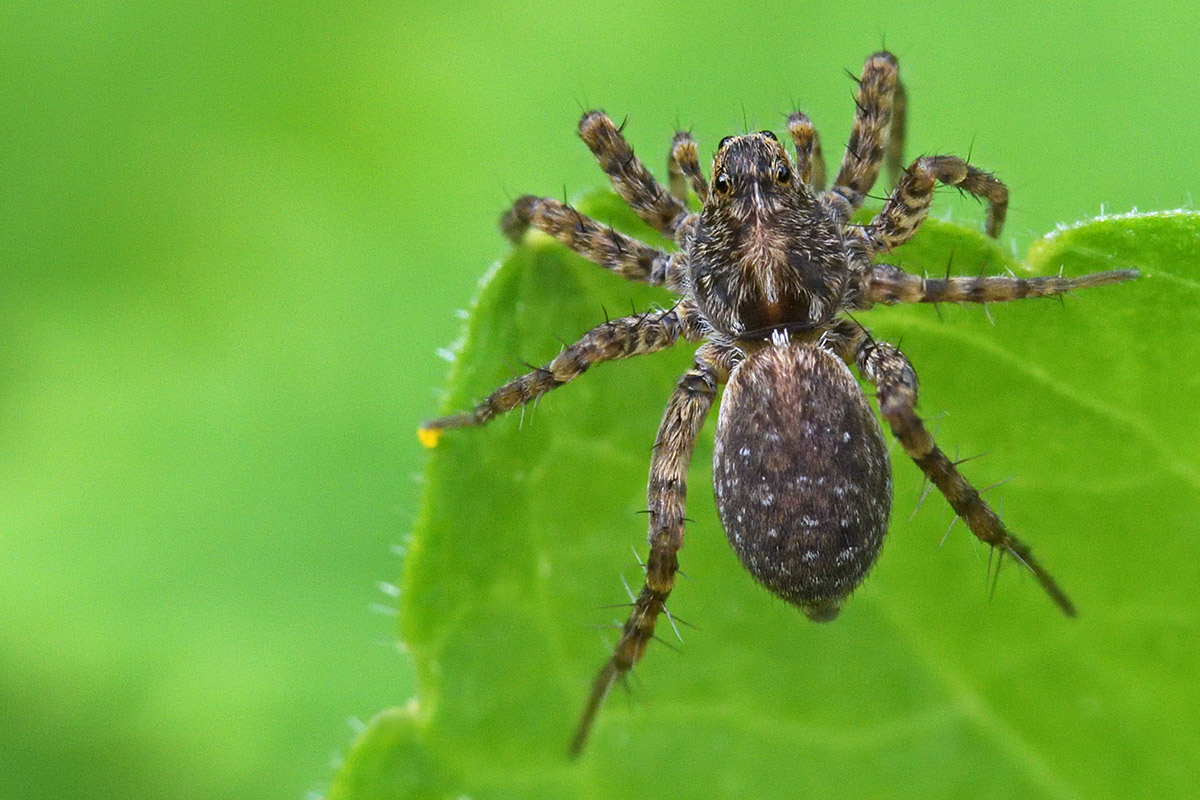 Wolf Spider (3)