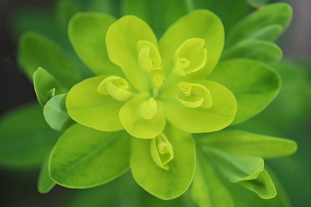 Wood Spurge (Euphorbia amygdaloides) (1)