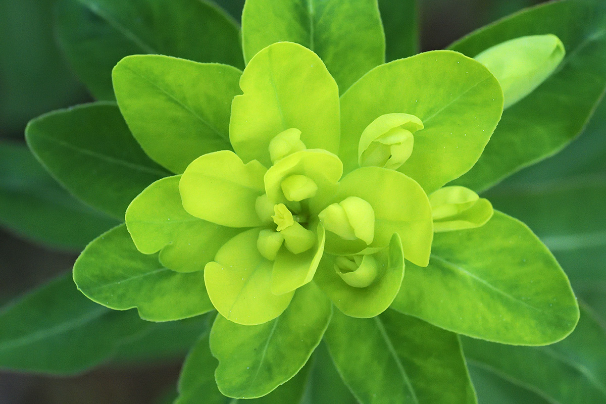 Wood Spurge (Euphorbia amygdaloides) (2)