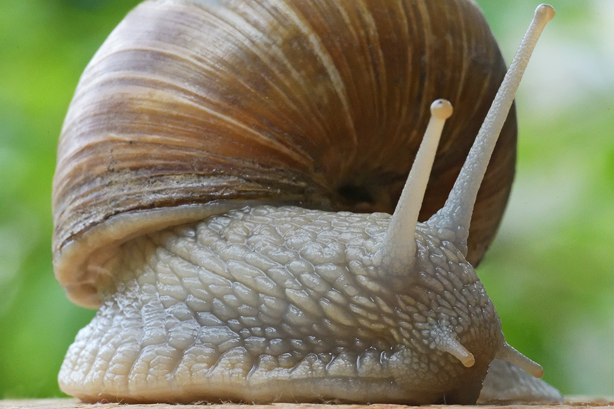 Burgundy Snail (Helix pomatia) (1)