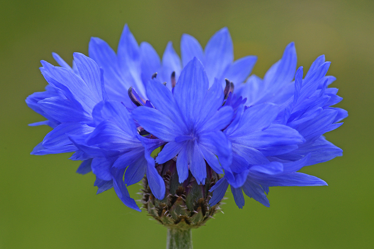 Cornflower (Centaurea cyanus) (1)