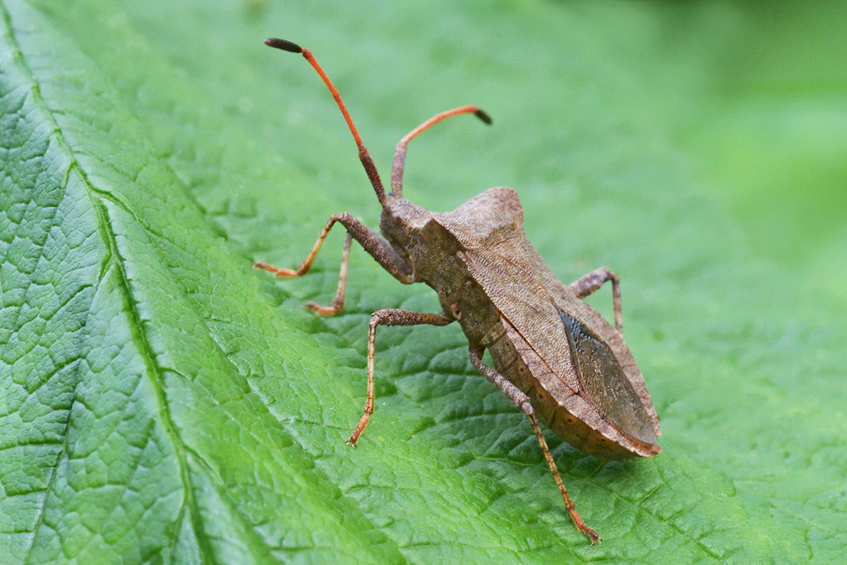 Dock Bug (Coreus marginatus) (2)