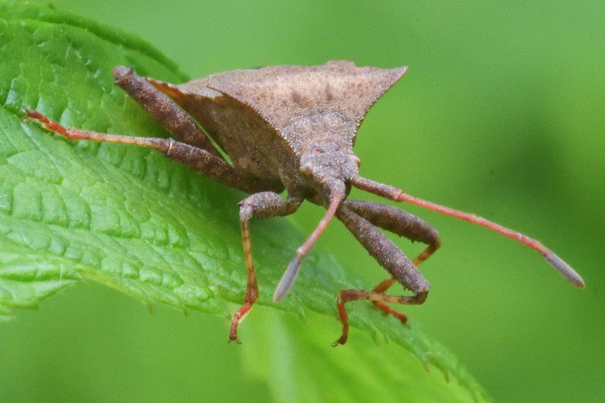 Dock Bug (Coreus marginatus) (3)