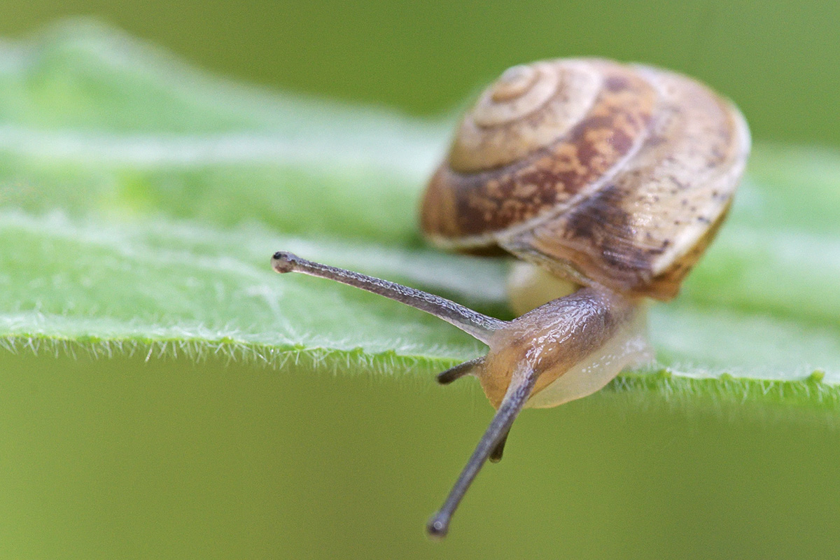 Girdled Snail (Hygromia cinctella) (1)