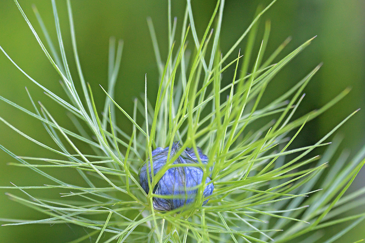 Love-in-a-Mist (Nigella damascena) (1)