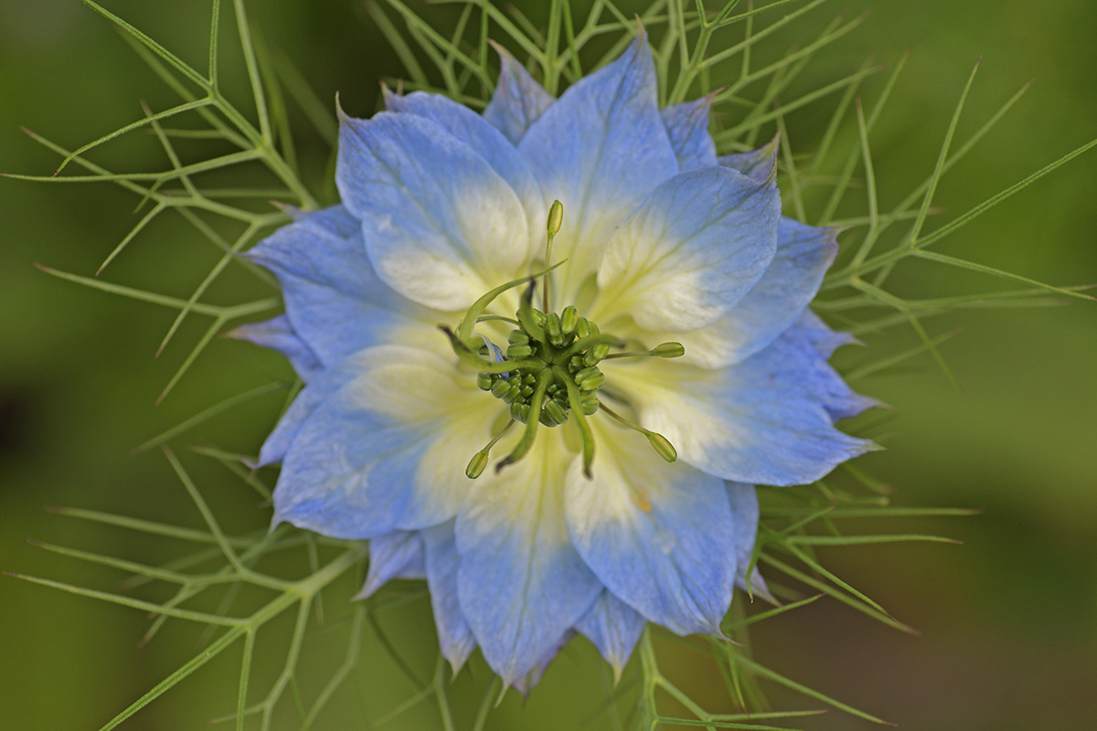 Love-in-a-Mist (Nigella damascena) (4)