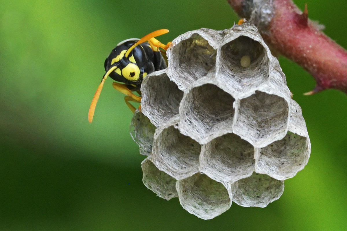 European Paper Wasp (Polistes dominula) (1)