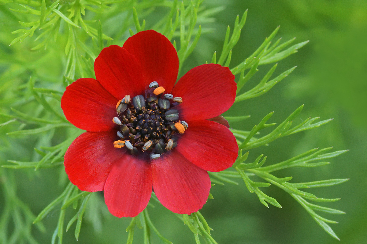 Summer Pheasant’s Eye (Adonis aestivalis) (2)