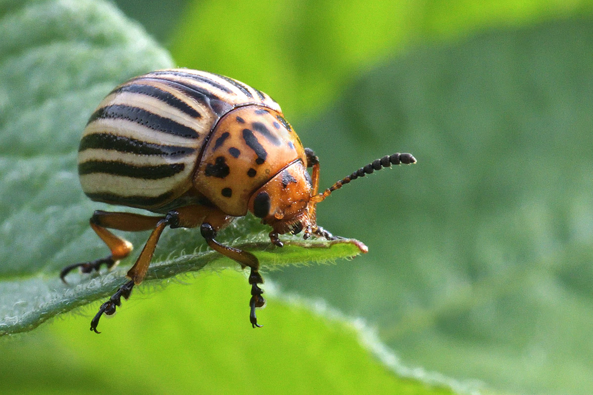 Potato Beetle (Leptinotarsa decemlineata) (1)