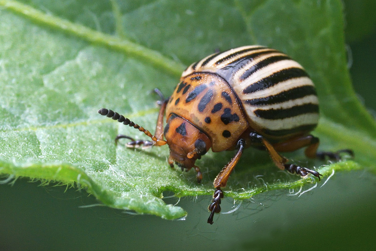 Potato Beetle (Leptinotarsa decemlineata) (2)