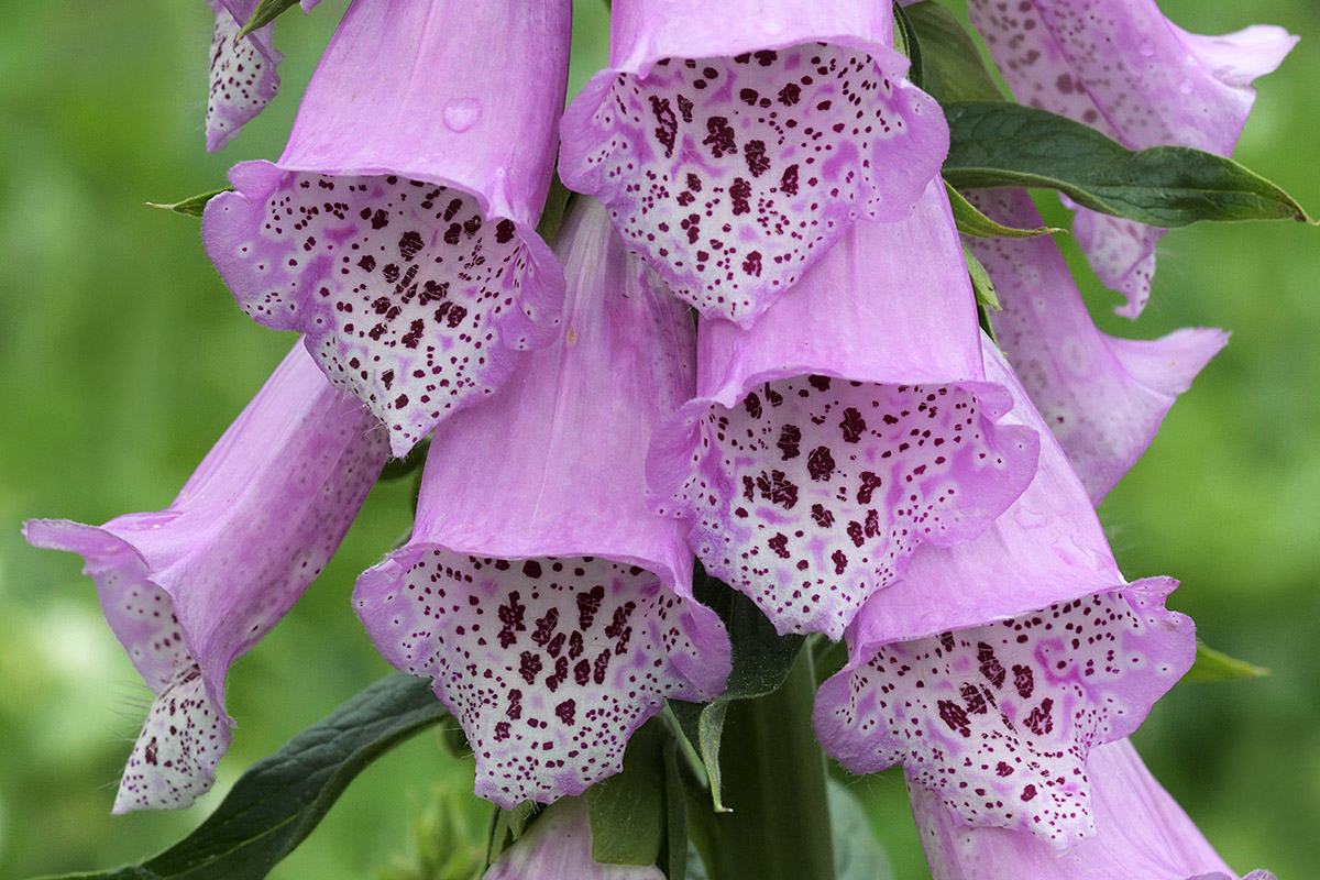 Purple Foxglove (Digitalis purpurea) (3)