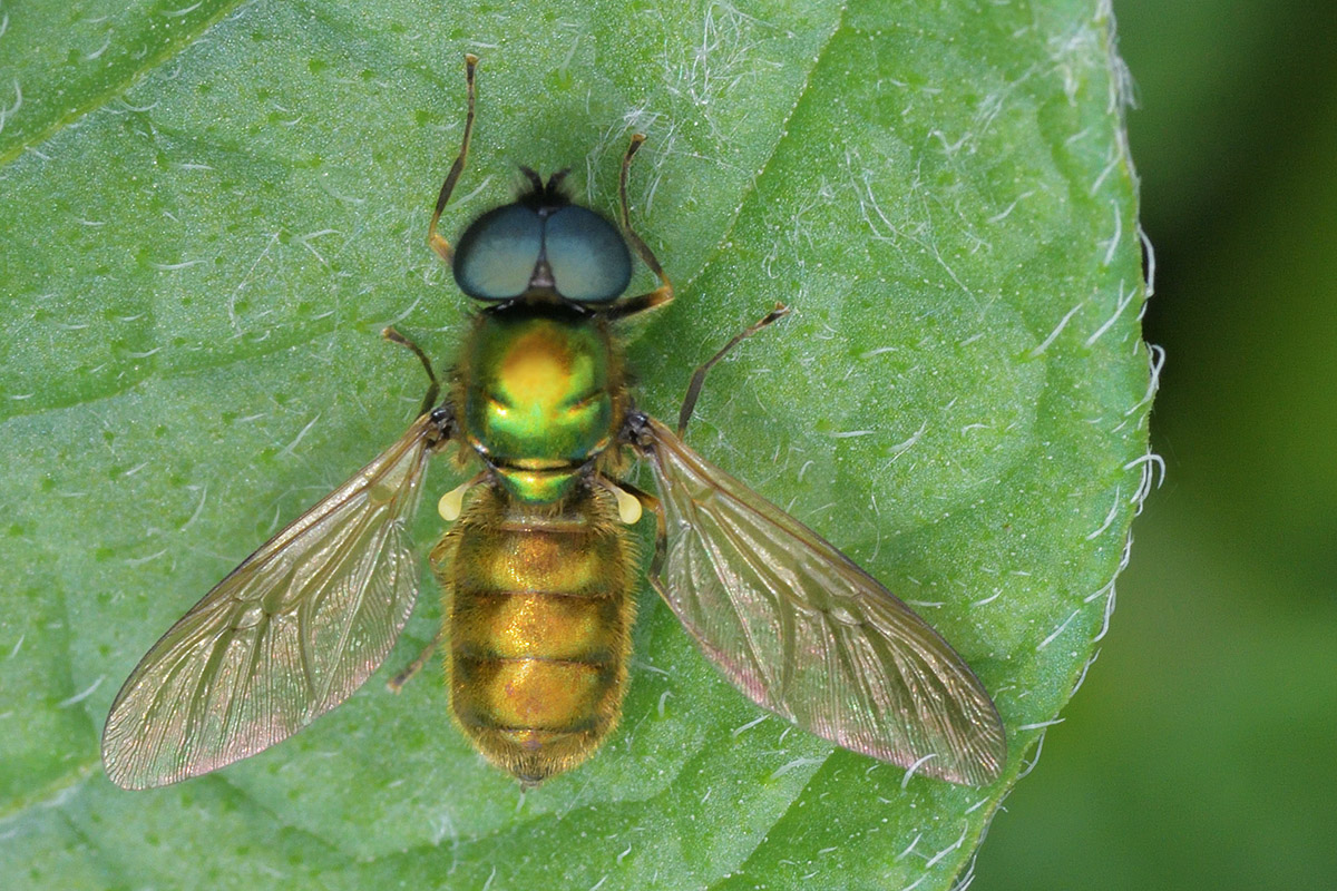 Soldier Fly (Chloromyia formosa) (1)