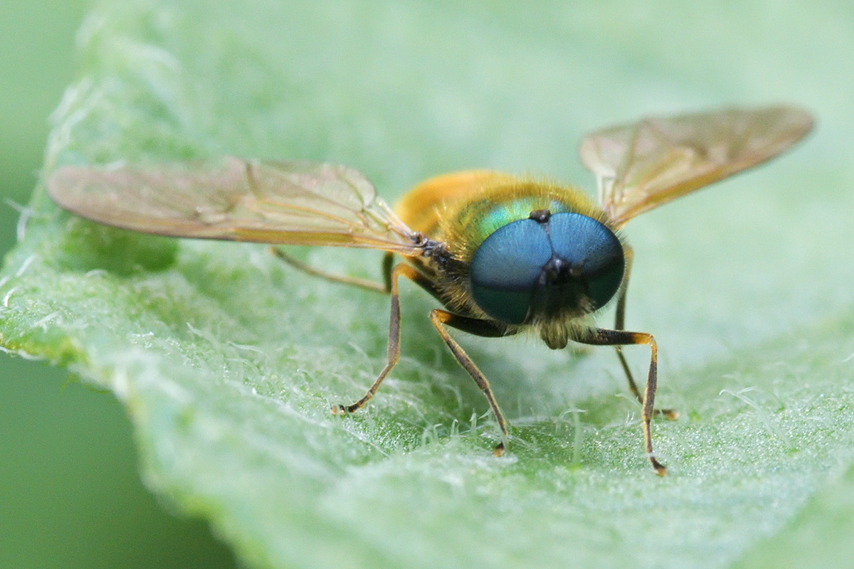 Soldier Fly (Chloromyia formosa) (2)