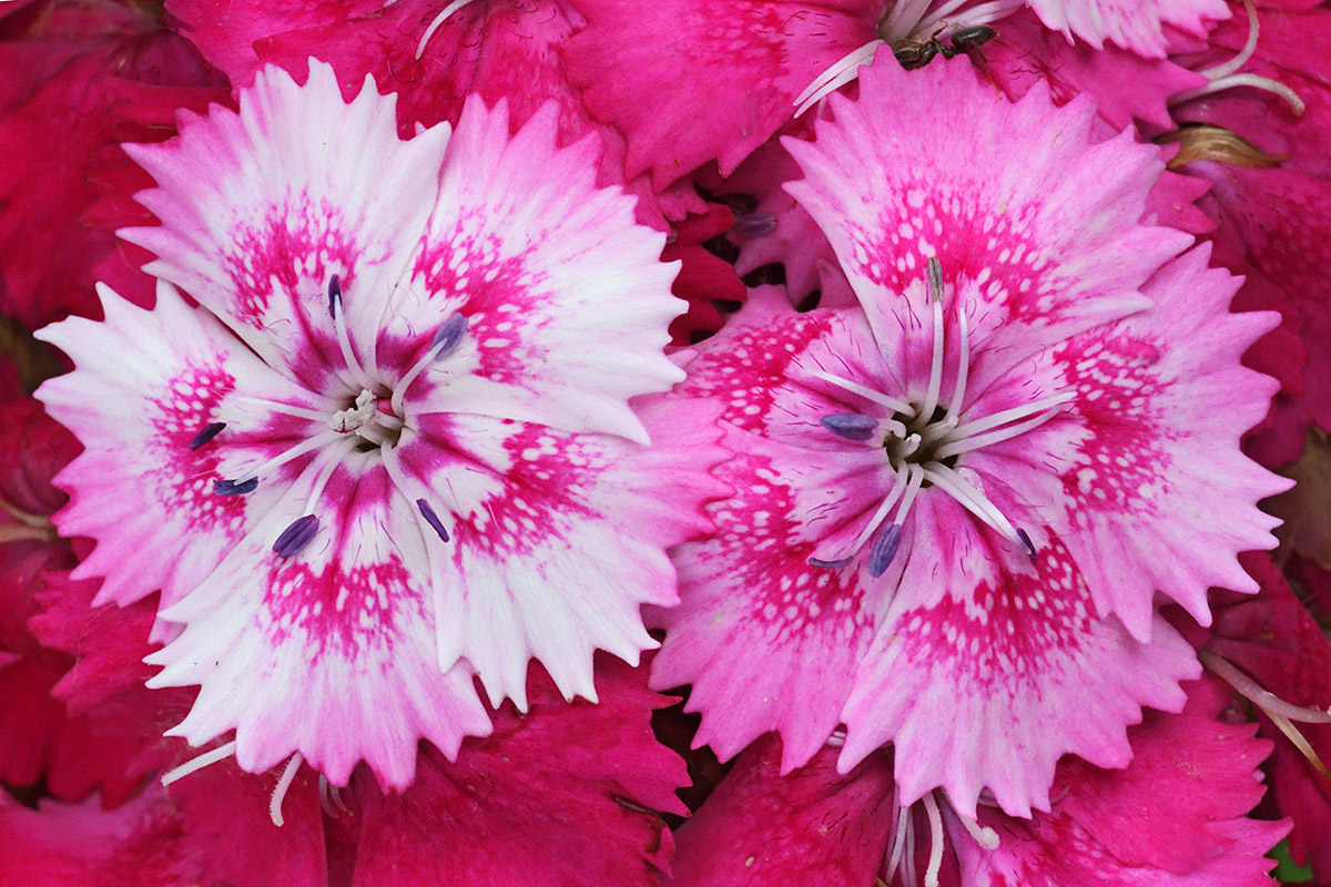 Sweet William (Dianthus barbatus) (1)