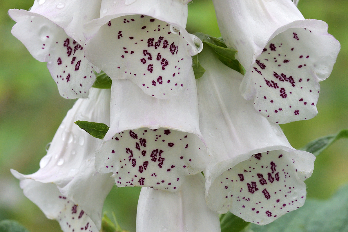 White Foxglove (Digitalis purpurea ‘Alba’) (1)