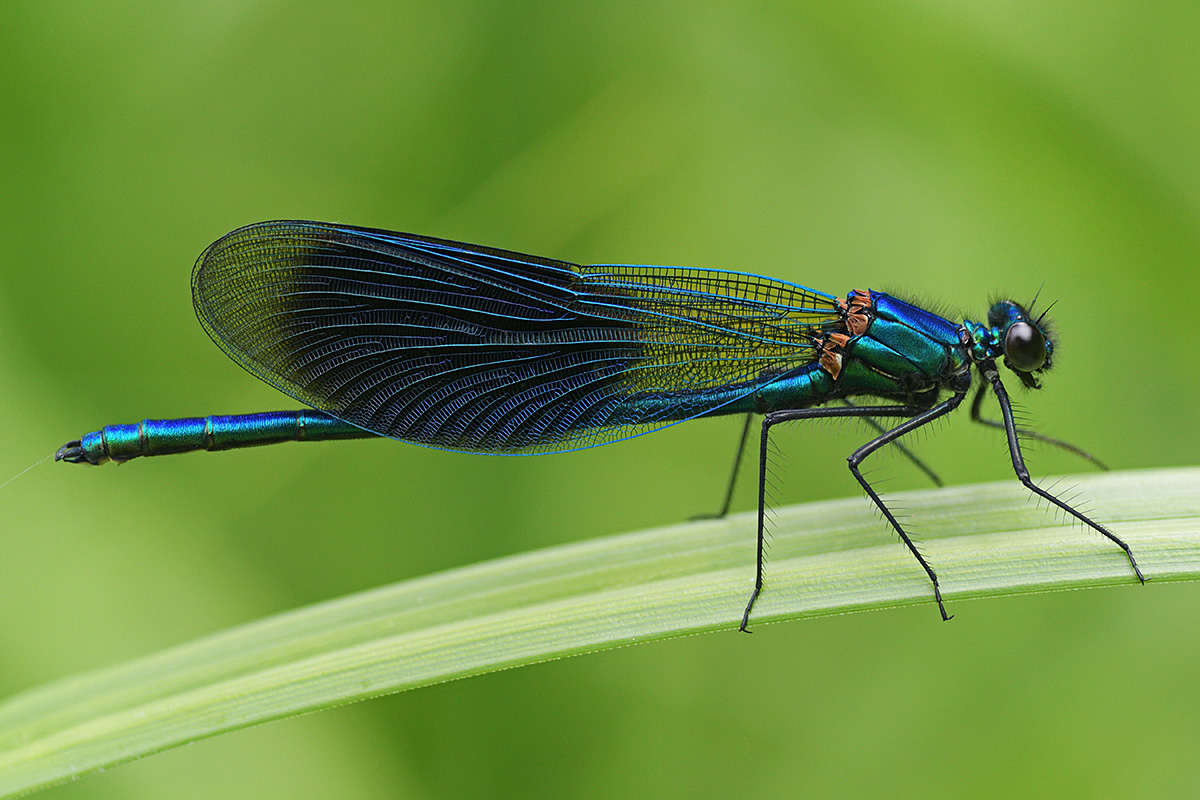 Banded Demoiselle (Calopteryx splendens, male) (5)