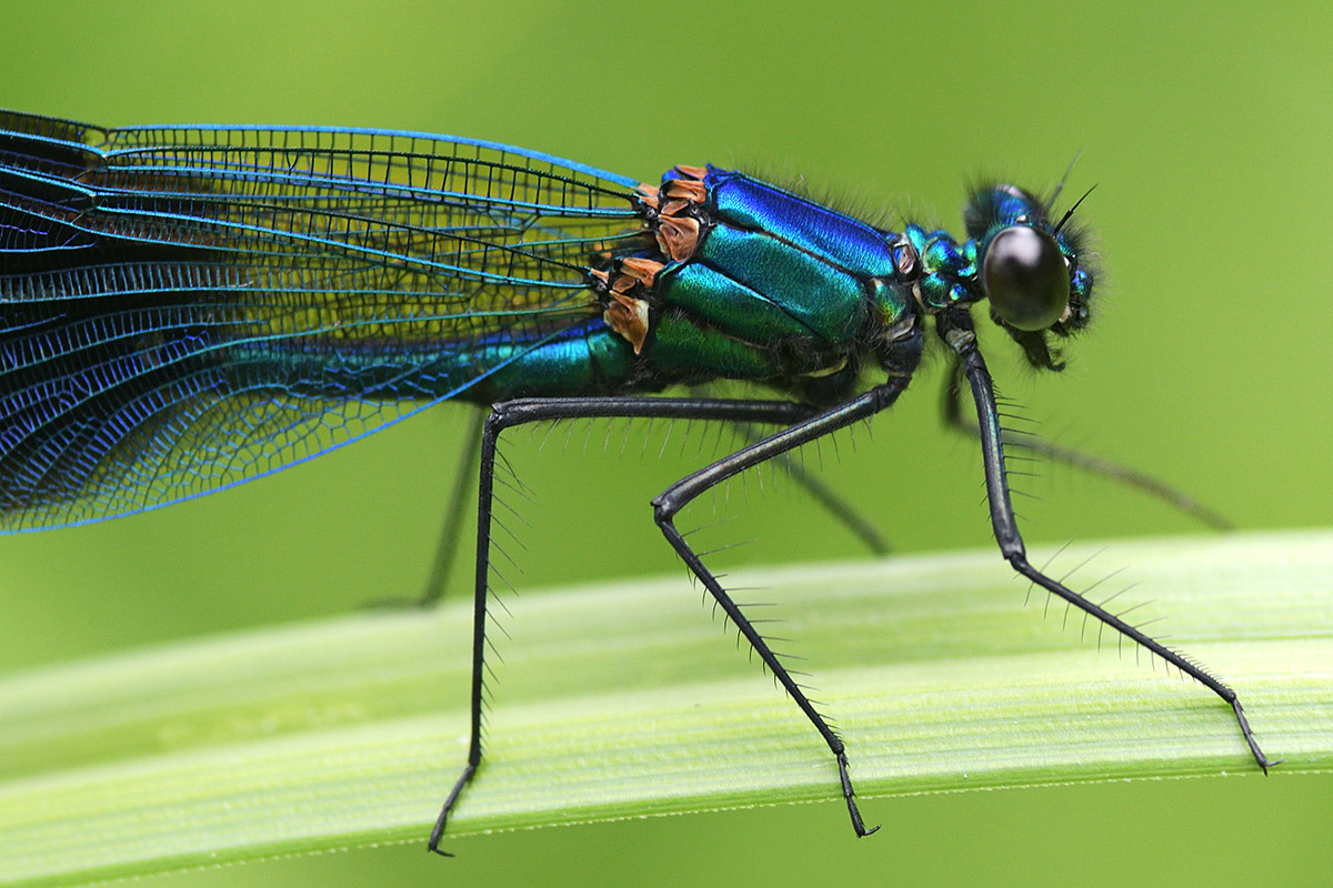 Banded Demoiselle (Calopteryx splendens, male) (6)