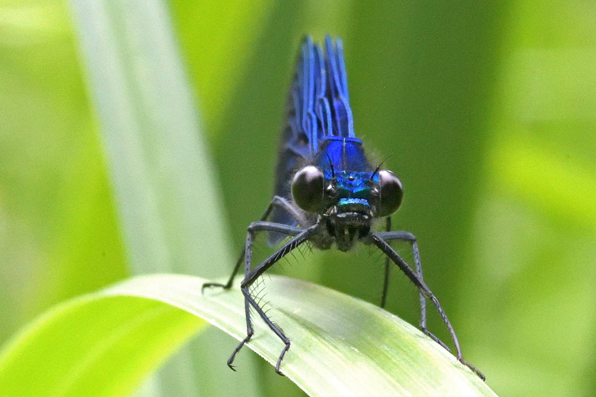 Banded Demoiselle (Calopteryx splendens, male) (7)