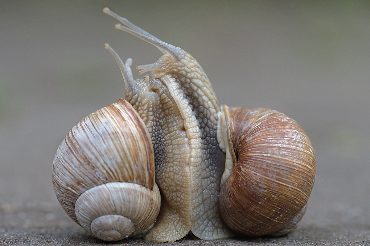 Mating Burgundy Snails (Helix pomatia) (2)