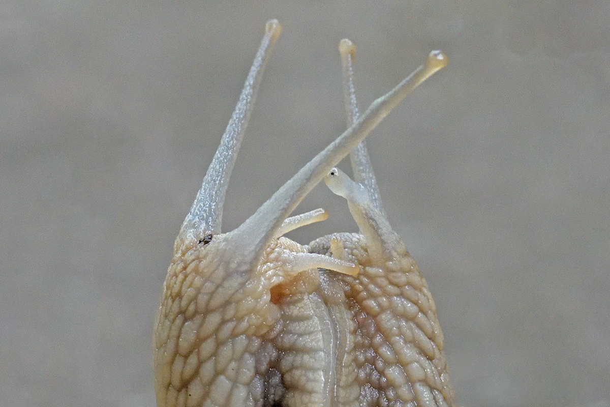 Mating Burgundy Snails (Helix pomatia) (3)