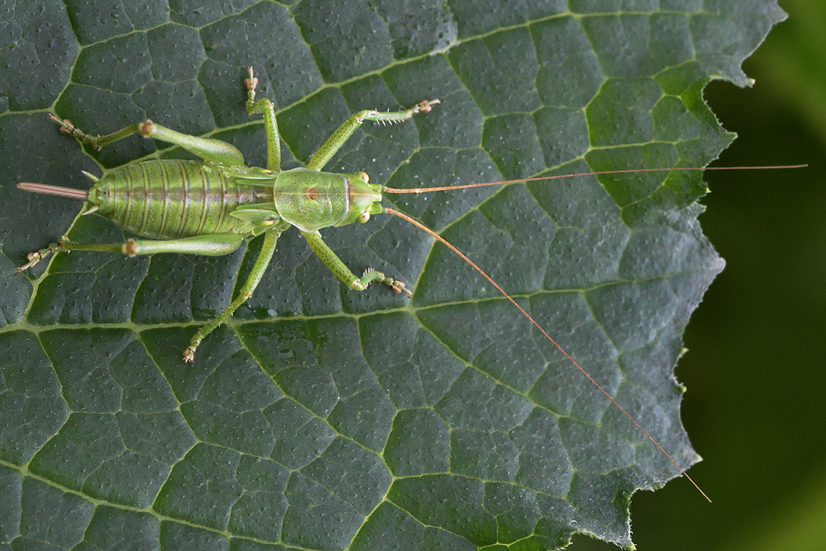 Great Green Bush-Cricket (Tettigonia viridissima) (2)